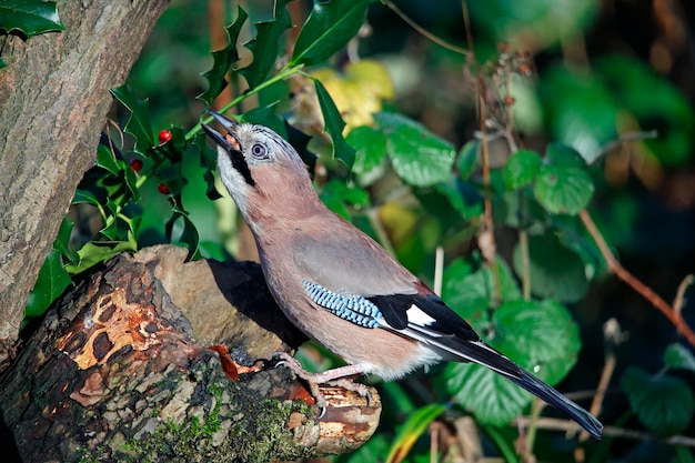 Jay euroasiático recolectando nueces para almacenar en caché