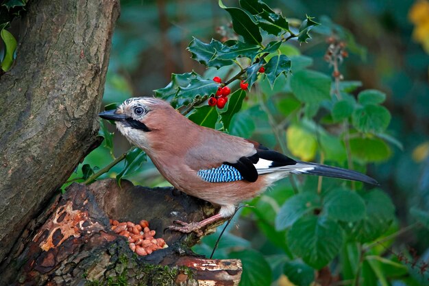 Jay euroasiático recolectando nueces para guardarlas en el bosque