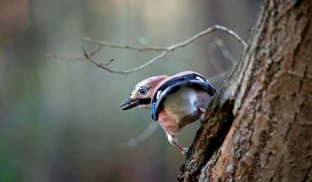 Jay euroasiático recolectando nueces para guardarlas en el bosque