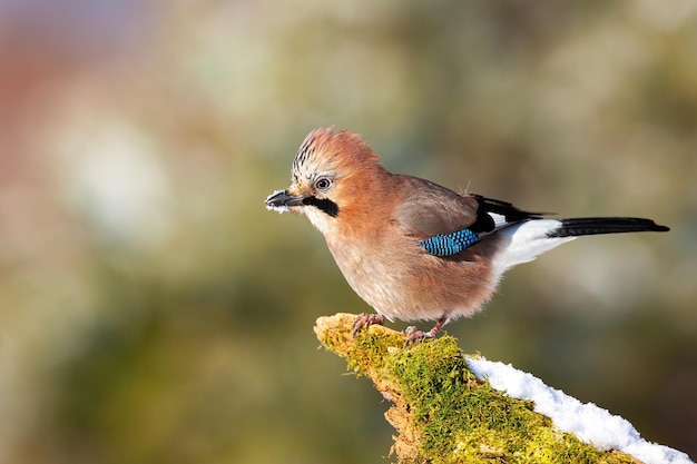 Jay euroasiático sentado en madera cubierta de musgo en invierno desde un lado