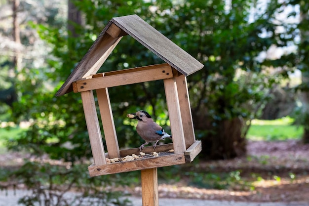 Jay garrulus glandarius na natureza um pássaro com asas azuis come comida em uma casa de madeira