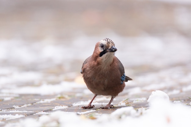 Jay im Schnee