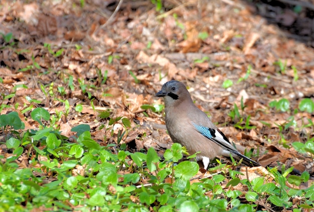 Jay im Wald, Nahaufnahme.