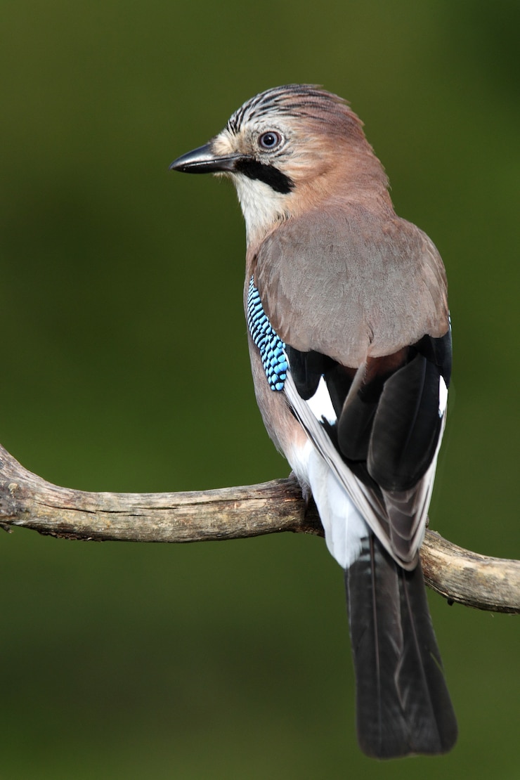Jay mit den letzten Lichtern des Tages, Garrulus glandarius
