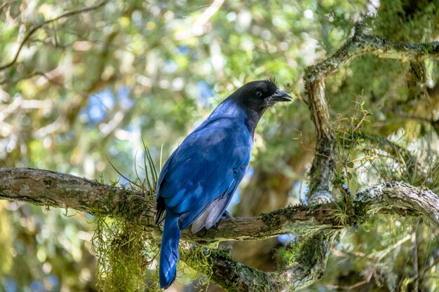 Foto jay o gralha azul pájaro cyanocorax caeruleus en el cañón de itaimbezinho en el parque nacional aparados da serra cambara do sul rio grande do sul brasil