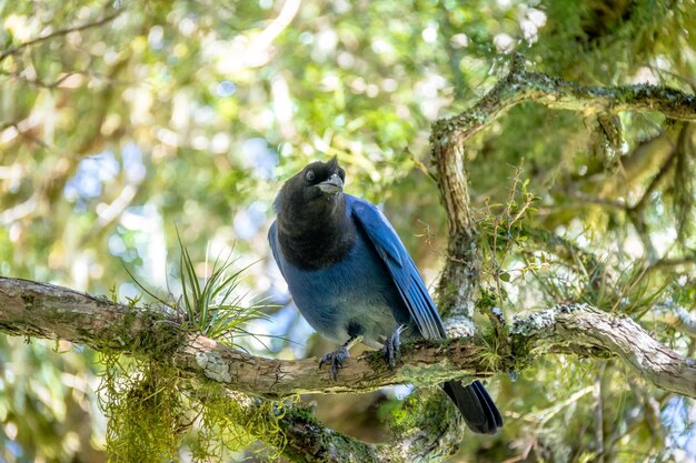 Foto jay o gralha azul pájaro cyanocorax caeruleus en el cañón de itaimbezinho en el parque nacional aparados da serra cambara do sul rio grande do sul brasil