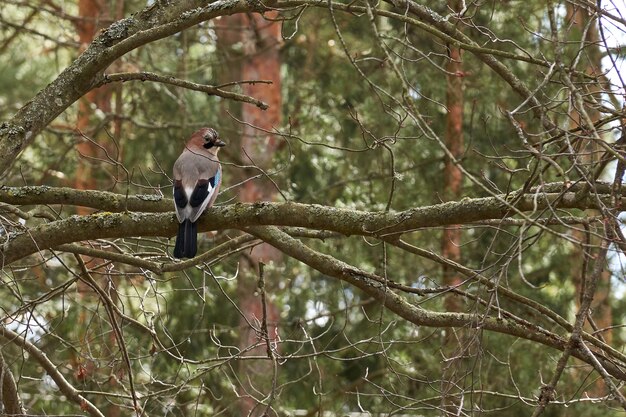 Jay pájaro se sienta en una rama y posa