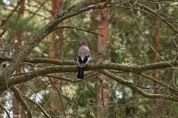Jay pájaro se sienta en una rama y posa