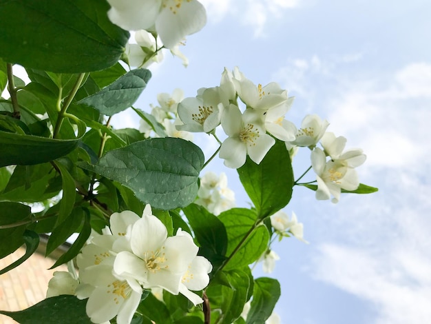 Jazmín blanco Flores en el jardín de cerca