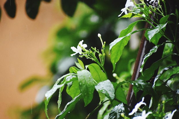 Foto el jazmín blanco o el jazmín árabe florece jasminum sambac l aiton oleaceae