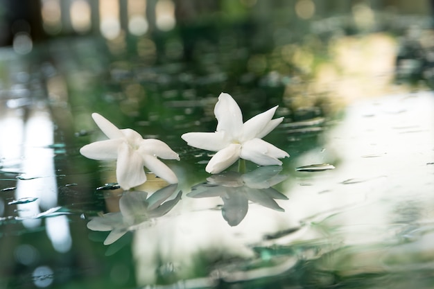 Jazmín en el piso de vidrio reflejo de la lluvia. | Foto Premium