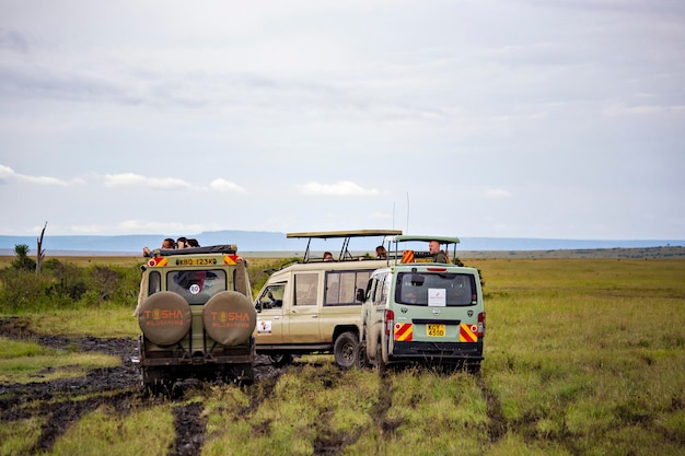 Jeep-Safari im Serengeti-Nationalpark. Abholung von Geländewagen in der afrikanischen Savanne in Tansania