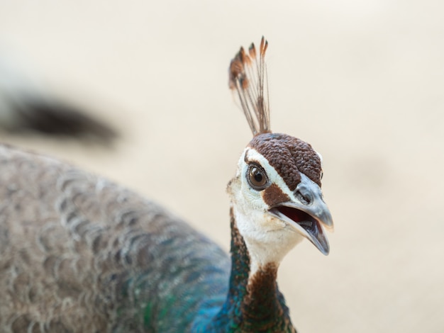 Jefe colorido de la cabeza del pavo real, cierre para arriba.