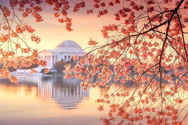 Jefferson Memorial durante o Cherry Blossom Festival. Washington DC