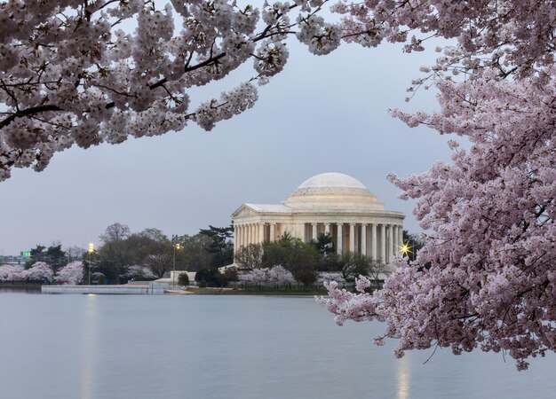 Jefferson Memorial mit Flutlicht und Kirschblüte