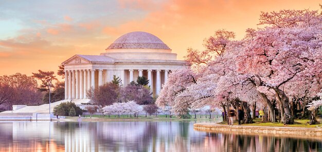 Jefferson Memorial während des Cherry Blossom Festivals in Washington DC, USA