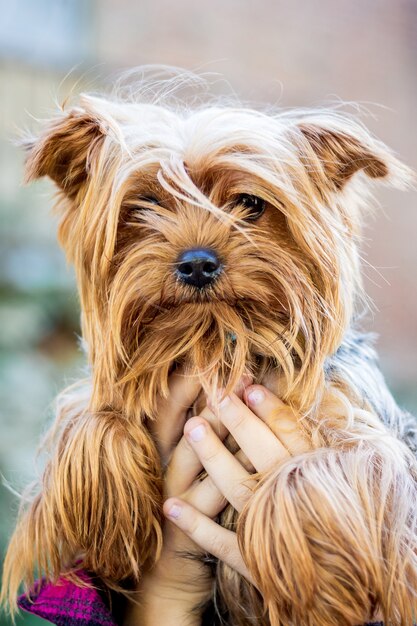 Jemand hält einen kleinen Yorkshire Terrier-Hund