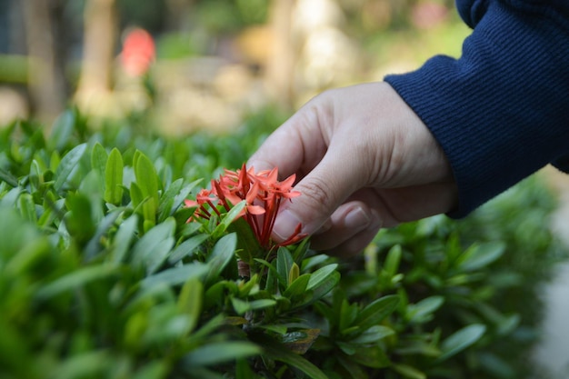 Jemand hat die rote König-Ixora-Blüte erwischt