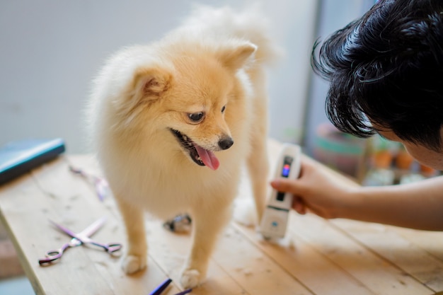 Jemand pflegt oder schneidet ein Hundehaar einer pommerschen oder kleinen Hunderasse mit einer Haarschneidemaschine und es streckt die Zunge heraus
