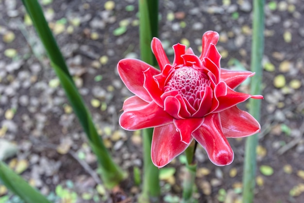 Foto el jengibre de la flor o de la antorcha de etlingera elatior