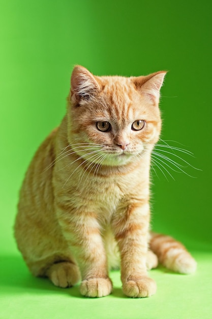 Jengibre gatito sentado sobre fondo verde