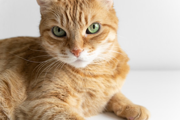 Jengibre gato acostado en la mesa blanca