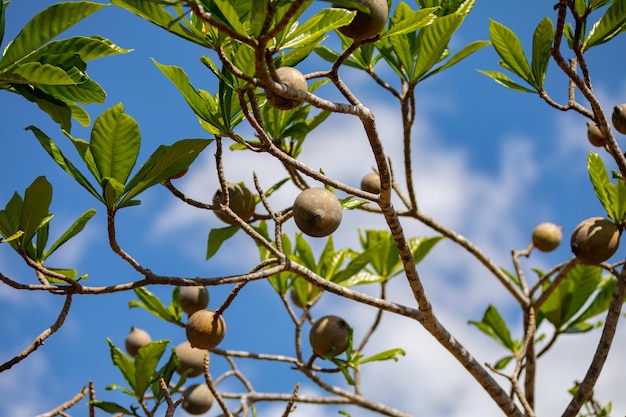 Jenipapo Genipa americana muchas frutas en el árbol con cielo azul en el fondo Focu selectivo