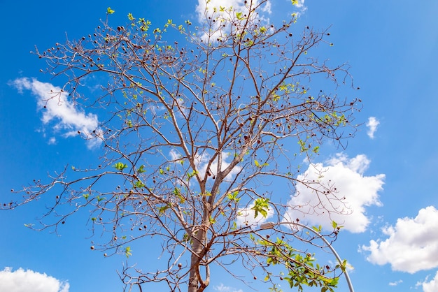 Jenipapo Genipa americana muchas frutas en el árbol con cielo azul en el fondo Focu selectivo