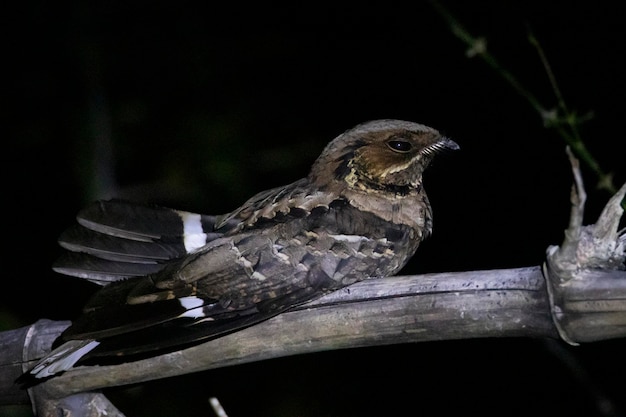 Jerdon's Nightjar hockte tagsüber auf einem Baum und wurde beim Schlafen erwischt