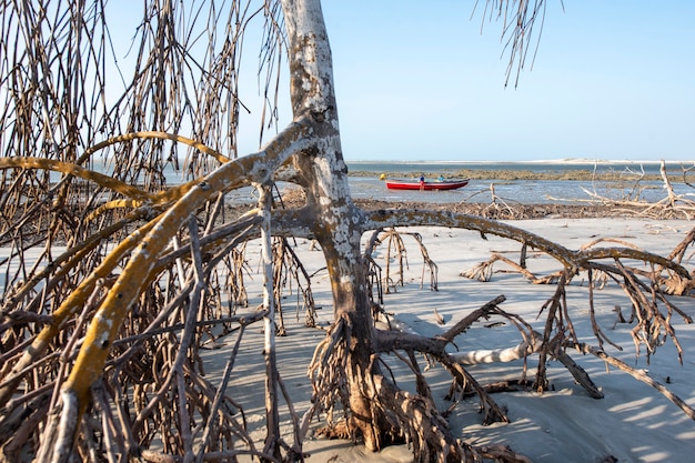 Jericoacoara Strand Ceara Brasilien Mangrove mit trockenen Bäumen im blauen Himmel