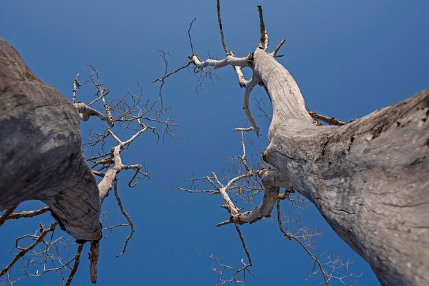 Jericoacoara Strand Ceara Brasilien Mangrove mit trockenen Bäumen im blauen Himmel