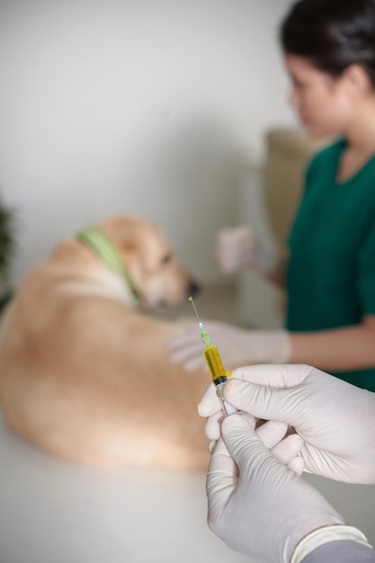 Jeringa de sujeción veterinaria con medicina