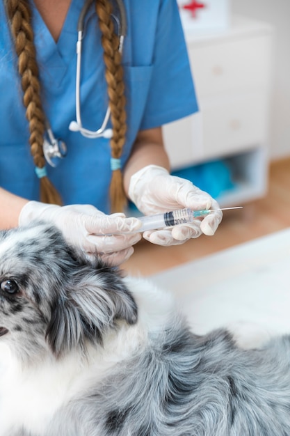 Jeringuilla de relleno del veterinario de sexo femenino cerca del perro en la tabla