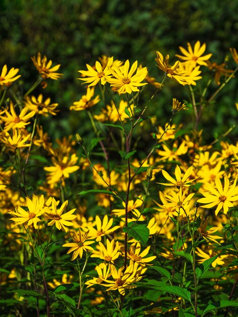 Jerusalem Artischockenblumen (Erdapfel), Topinambourblumen im Garten.