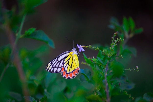 Jezebel butterfly