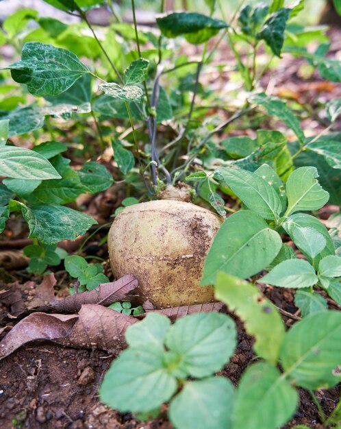 Foto la jícama fresca crece en el jardín