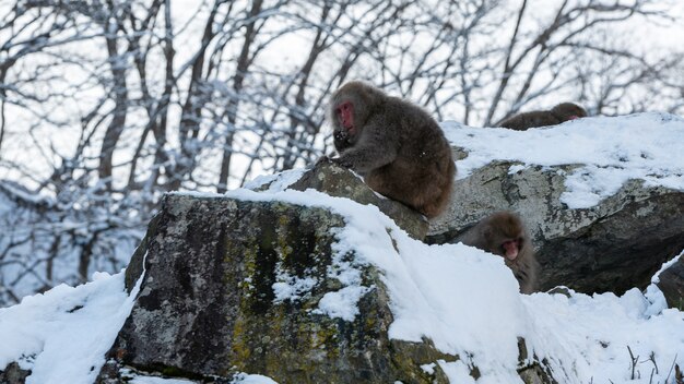 Jigokudani Monkey Park ofrece a los visitantes la experiencia de ver monos de nieve japoneses salvajes comiendo vida silvestre. Montaña nevada que los macacos comen en invierno.