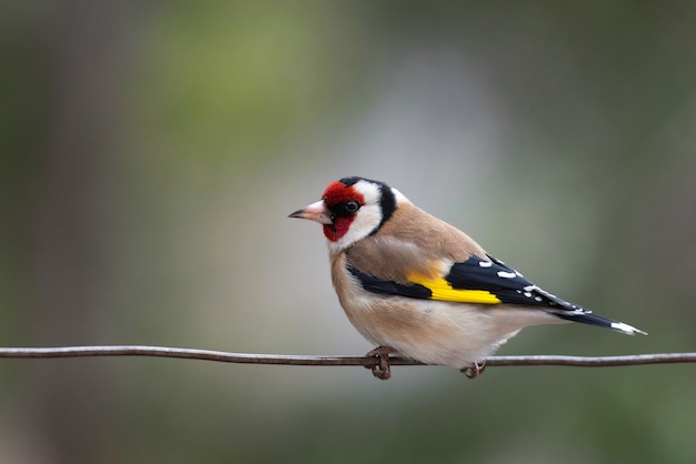 Un jilguero (Carduelis carduelis) sentado en el alambre.