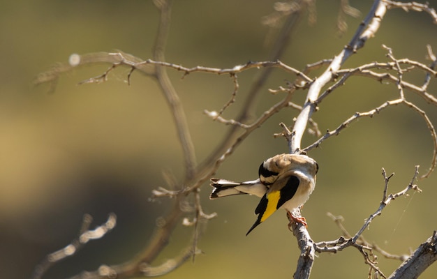 Un jilguero colocando sus plumas correctamente