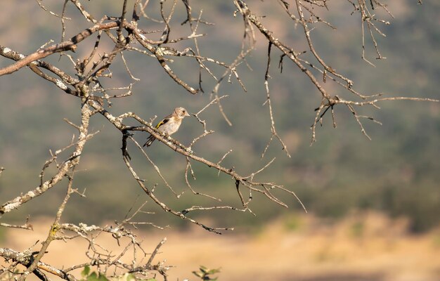 Un jilguero europeo Carduelis carduelis encaramado en las ramas de un árbol Fondo natural