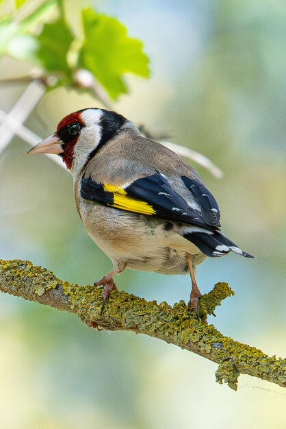 El jilguero europeo Carduelis carduelis es un jilguero europeo típico común en los aiguamolls emporda girona cataluña españa