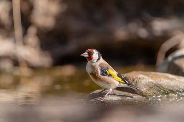 Jilguero europeo (Carduelis carduelis) Málaga, España