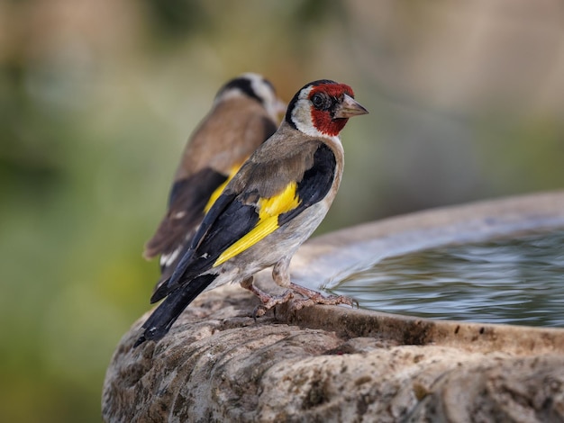 Jilguero europeo Carduelis carduelis).