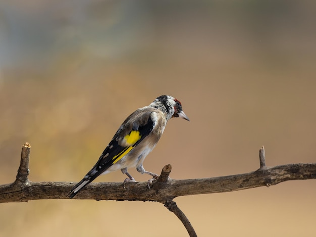 jilguero europeo. (Carduelis carduelis).