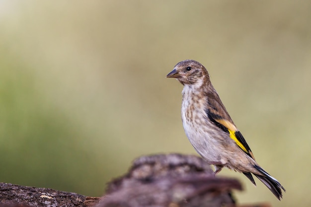 Jilguero Europeo Carduelis carduelis