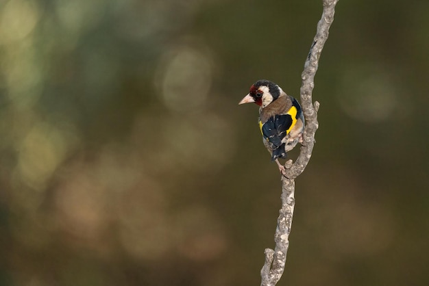 Jilguero Europeo Carduelis carduelis