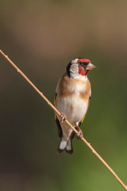 Foto jilguero europeo o jilguero carduelis carduelis málaga españa