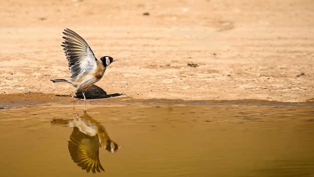 Jilguero o Carduelis carduelis reflejado en el estanque dorado