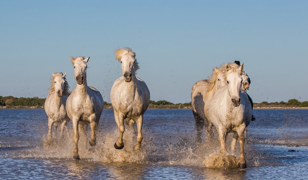 Jinete a caballo pastan caballos de Camargue