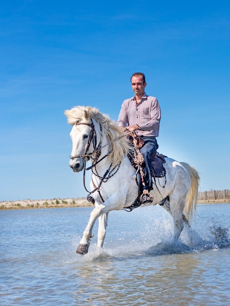 jinete y caballo en la playa